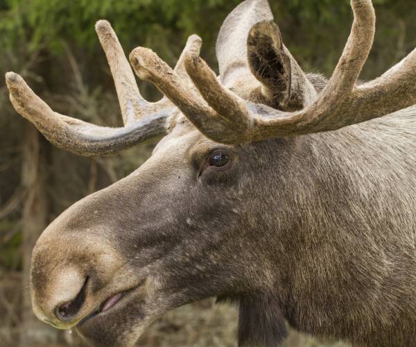 Elch-gesund im Hochwildpark Rheinland