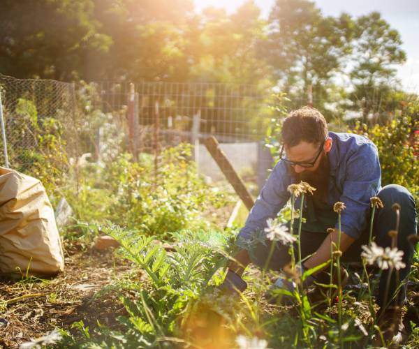 Plant care with microorganisms using the example of flowers and vegetables