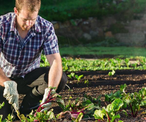 Gute Nachbarn, schlechte Nachbarn – Mischkulturen im Permakultur-Garten