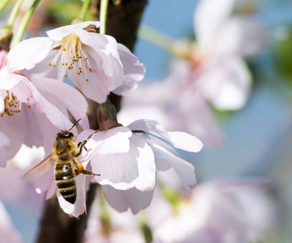 Bienen-Pflege ganz ohne Chemie?