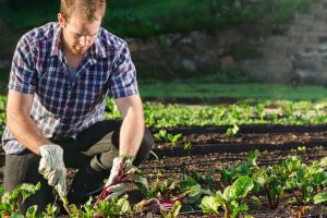 Gartenarbeit-Mischkulturen.jpg