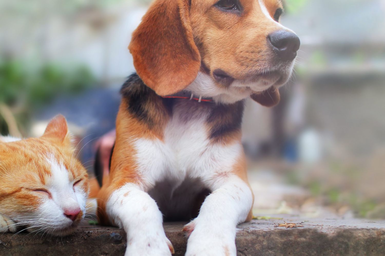 Wurmkur Hund und Katze