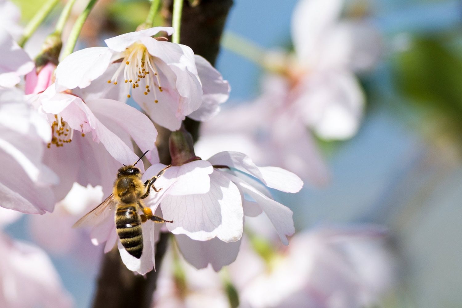 Bienengesundheit MikroVeda Care Apis